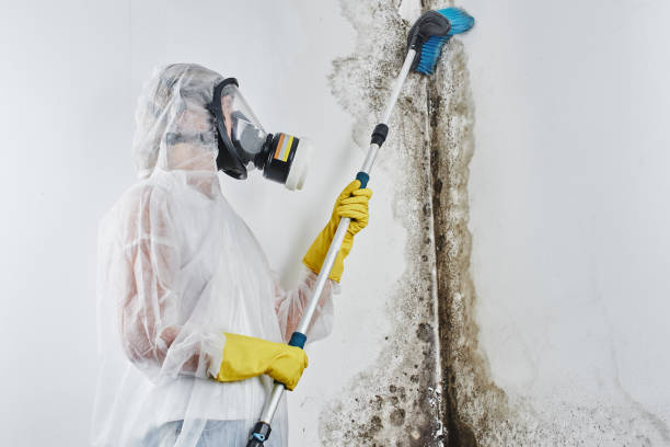 Best Local Mold Removal Service  in Centralia, MO