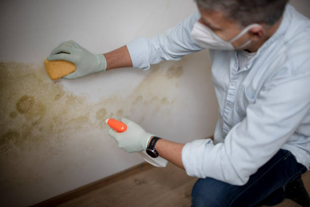 Best Commercial Mold Removal  in Centralia, MO
