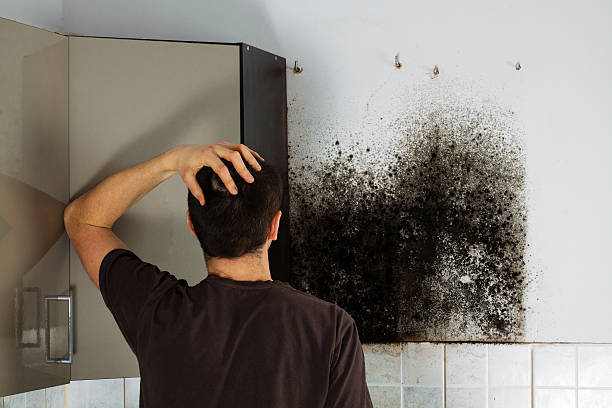 Mold Removal and Inspection in Centralia, MO