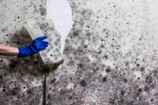 Mold Removal Process in Centralia, MO