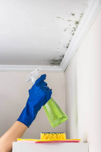 Best Residential Mold Removal  in Centralia, MO